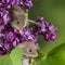 Adorable cute harvest mice micromys minutus on pink flower foliage with neutral green nature background