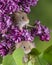 Adorable cute harvest mice micromys minutus on pink flower foliage with neutral green nature background