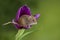 Adorable cute harvest mice micromys minutus on purple tulip flower foliage with neutral green nature background