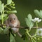 Adorable cute harvest mice micromys minutus on white flower foliage with neutral green nature background