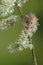 Adorable cute harvest mice micromys minutus on white flower foliage with neutral green nature background