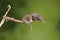 ADorable and Cute harvest mice micromys minutus on wooden stick with neutral green background in nature