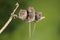 ADorable and Cute harvest mice micromys minutus on wooden stick with neutral green background in nature