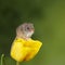 Adorable cute harvest mice micromys minutus on yellow tulip flower foliage with neutral green nature background