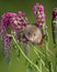 Adorable cute harvest mouse micromys minutus on red flower foliage with neutral green nature background