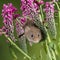 Adorable cute harvest mouse micromys minutus on red flower foliage with neutral green nature background