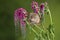 Adorable cute harvest mouse micromys minutus on red flower foliage with neutral green nature background