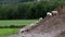 Adorable cute lamb leaves the green grass to join other lambs and sheep who are exploring a pile of dirt.