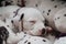 Adorable and cute little Dalmatian puppy dog sleeping