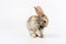 Adorable and cute new born rabbit. baby cute rabbit or new born adorable bunny.