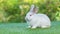 Adorable and cute new born rabbit. baby cute rabbit or new born adorable bunny. Easter Bunny.