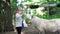 Adorable cute preschool girl feeding little wild goats in a wild animal forest park. Happy child petting animals on