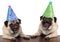 Adorable cute pug dog puppies singing and wearing birthday hat