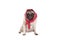 Adorable cute pug dog puppy with western scarf around head, looking like a babushka, isolated on white background