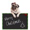 Adorable cute pug puppy dog eating candy cane, leaning on sign saying merry christmas, on white background