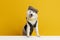 Adorable, cute, purebred Samoyed dog in waistcoat posing against yellow studio background. Gentleman look