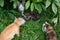 Adorable, cute, red, brown, gray, black four tricolor fluffy eat oatmeal from bowl near bush, cat walk and play in park