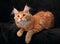 Adorable cute red solid maine coon kitten lying on cover with be