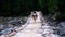 An adorable Cute Siberian Husky running on an old wooden bridge towards the camera and bumps into it in Manali, Himachal Pradesh