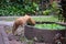 Adorable and cute stray ginger cat drinking water