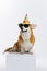 Adorable cute Welsh Corgi Pembroke wearing cap birthday and glasses sitting on white background. Most popular breed of Dog