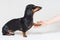 Adorable dachshund dog, black and tan, gives paw his owner closeup with human hand, isolated on gray background
