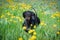 Adorable dachshund dog, black and tan, walks and plays in a meadow on a field with dandelions on a bright sunny summer day
