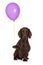 Adorable dachshund dog holding a balloon