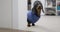Adorable dachshund dog runs out of room at owner call