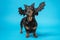 Adorable dachshund dog, wearing black headband in the form of ears and bat wings on its head stands on blue background