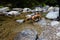 Adorable dachshund on a leash in a stream surrounded by rocks in a forest