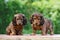 Adorable dachshund puppies outdoors in summer