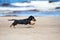Adorable dachshund puppy on the beach