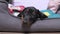 Adorable dachshund puppy has had enough of playing and running around, tired, so baby dog rests with its head on side of