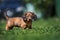 Adorable dachshund puppy outdoors in summer