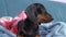 Adorable dachshund puppy in Santa cap is lying on bed waiting for festive miracle on Christmas eve ready to receive