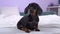 Adorable dachshund puppy with smart look sitting on bed at home, funny turning his head in surprise and watching