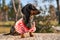 Adorable dachshund puppy in striped t-shirt sits obediently on concrete parapet during walk in the city park on warm