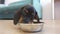 Adorable dachshund puppy was so hungry and ate such delicious food for pet, that he licked metal bowl to shine, front