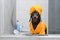 Adorable dachshund puppy in yellow bathrobe and with towel wrapped around its head like a turban stands in the shower