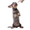 An adorable Dachshund standing on hind legs