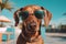 Adorable dachshund in stylish sunglasses, enjoying a relaxing tropical vacation on a sunlit beach