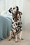 Adorable Dalmatian dog holding leash in mouth indoors