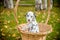 Adorable dalmatian dog outdoors in summer, autumn.Dalmatian, cute small puppy in basket.Cute small domestic dog good