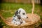 Adorable dalmatian dog outdoors in summer, autumn.Dalmatian, cute small puppy in basket.Cute small domestic dog good