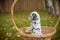 Adorable dalmatian dog outdoors in summer, autumn.Dalmatian, cute small puppy in basket.Cute small domestic dog good