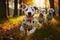 Adorable Dalmatian dogs playfully running outdoors on a sunny autumn day