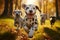 Adorable Dalmatian dogs playfully running outdoors on a sunny autumn day