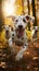 Adorable Dalmatian dogs playfully running outdoors on a sunny autumn day