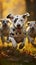 Adorable Dalmatian dogs playfully running outdoors on a sunny autumn day